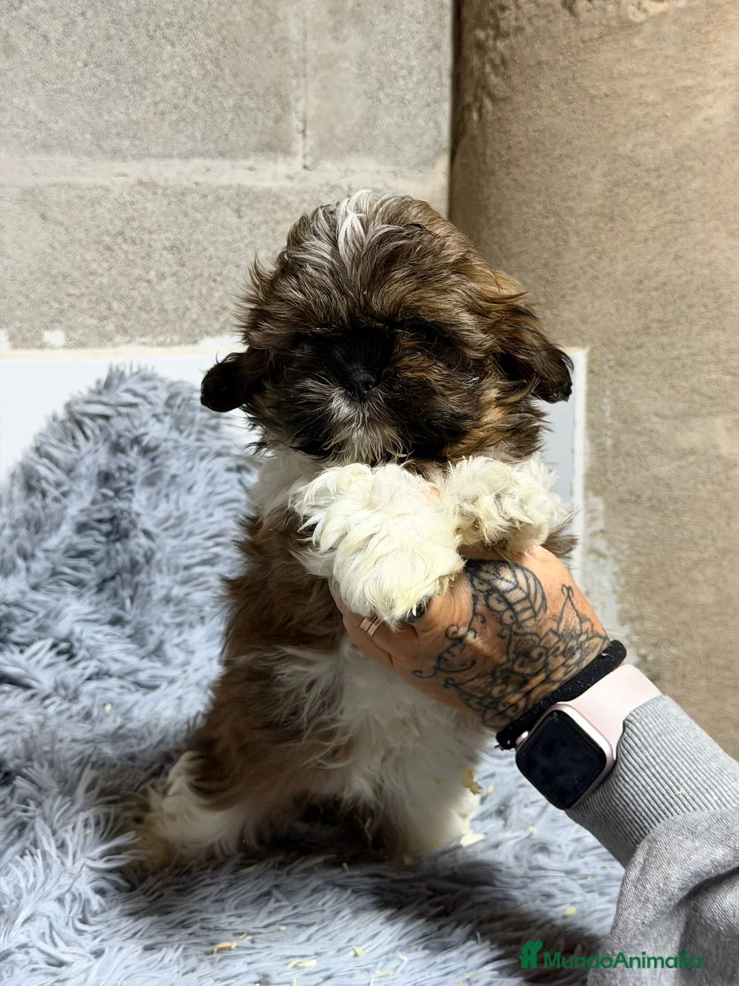 Shih Tzu perros en venta: SHIH TZU TRICOLOR - Anuncio 6
