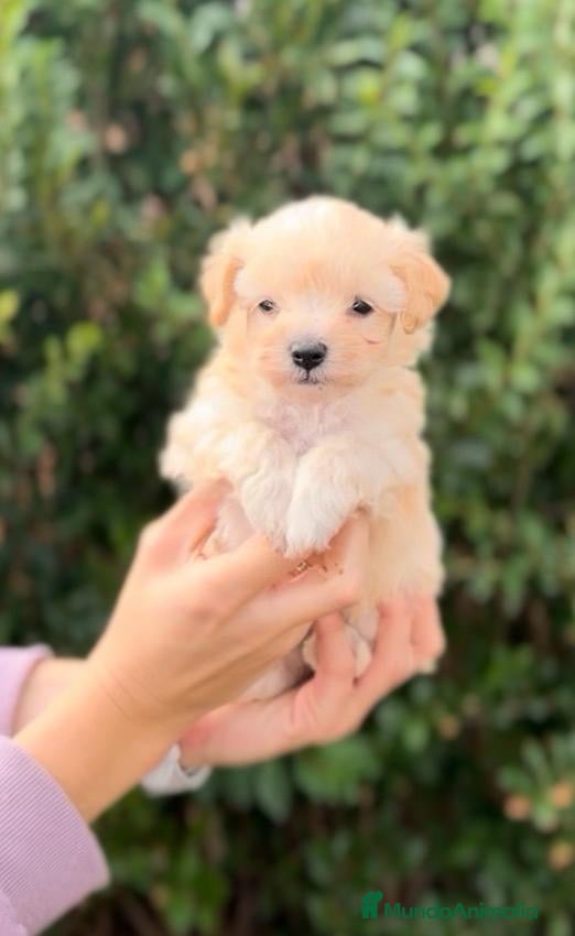 Raza Mixta perros CACHORRITOS MALTIPOO F1 - Anuncio 3