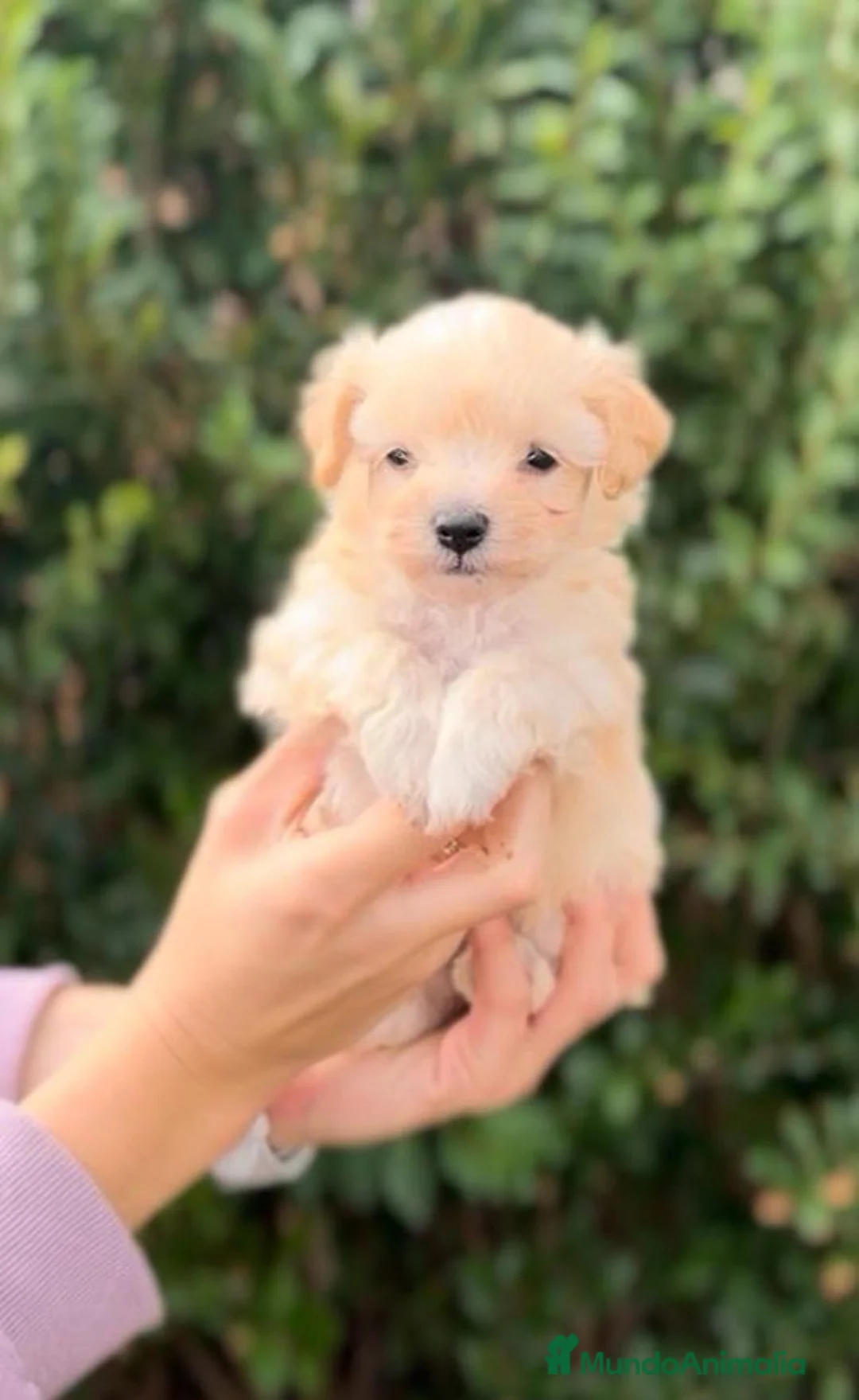 Raza Mixta perros en venta: CACHORRITOS MALTIPOO F1 - Anuncio 1