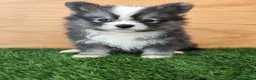 Raza Mixta perros en venta: Borderpom o mini bordercollie  - Anuncio 7
