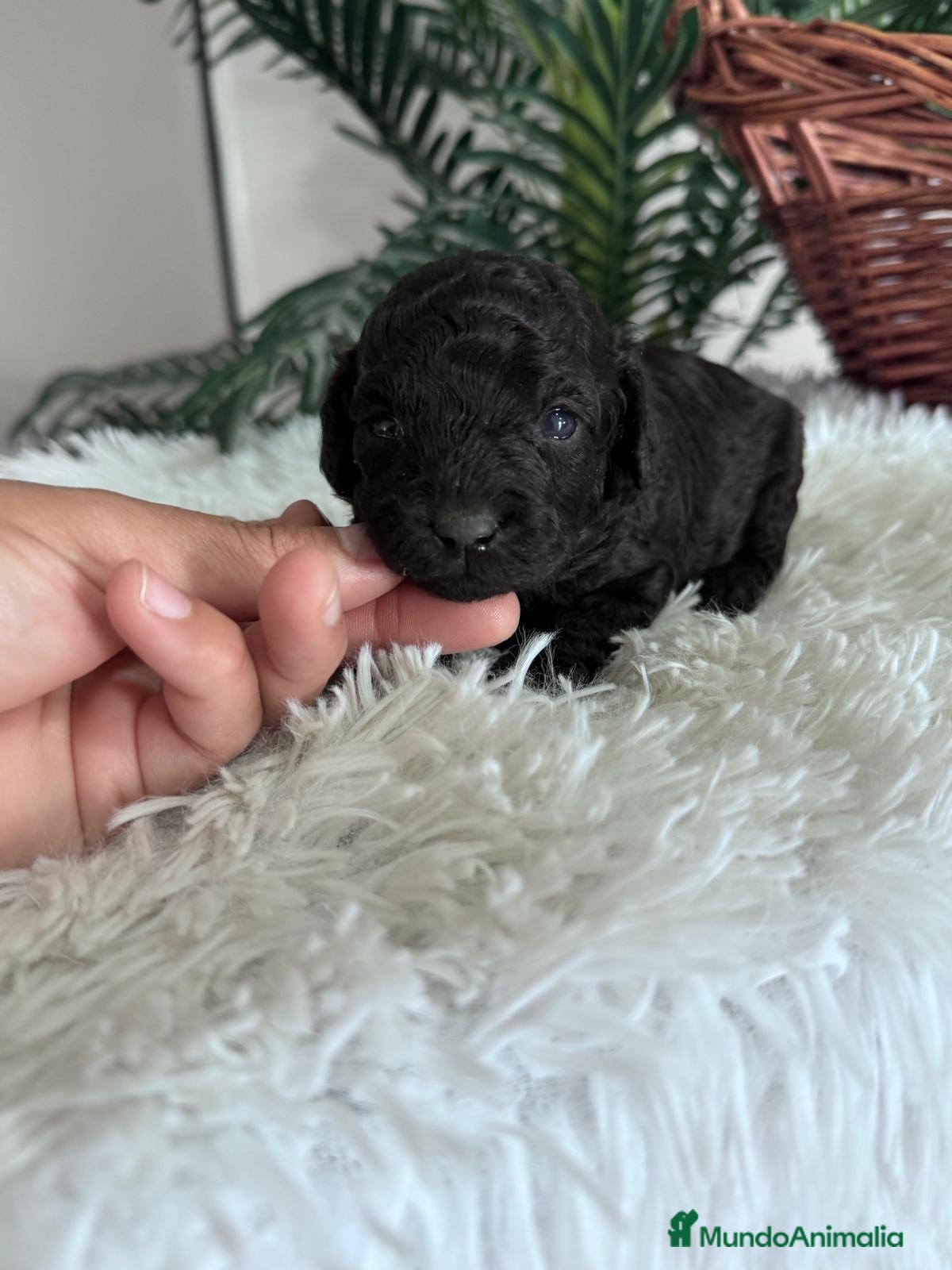 Caniche Toy perros CANICHE TOY MACHO - Anuncio 18