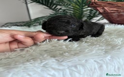 Caniche Toy perros en venta: CANICHE TOY MACHO - Anuncio 1