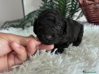 Caniche Toy perros CANICHE TOY MACHO - Anuncio 11