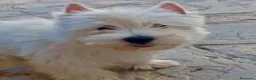 West Highland White Terrier perros en venta: West highland terrier Caraby Benidorm  - Anuncio 8