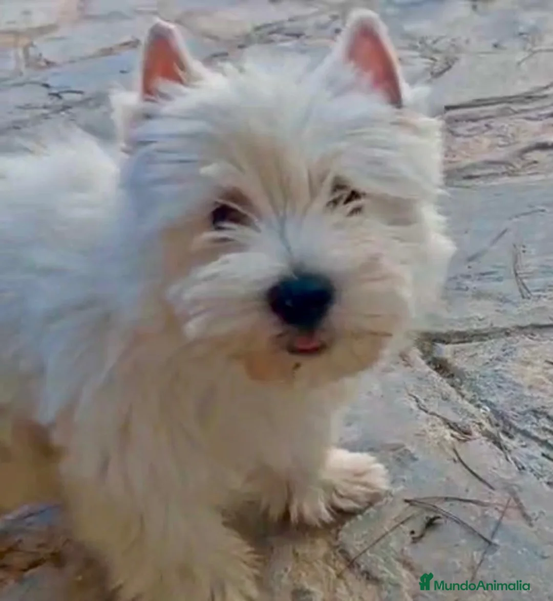 West Highland White Terrier perros en venta: West highland terrier Caraby Benidorm  - Anuncio 8