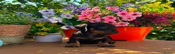 Teckel Miniatura perros en venta: Ultimo teckel mini macho - Anuncio 2