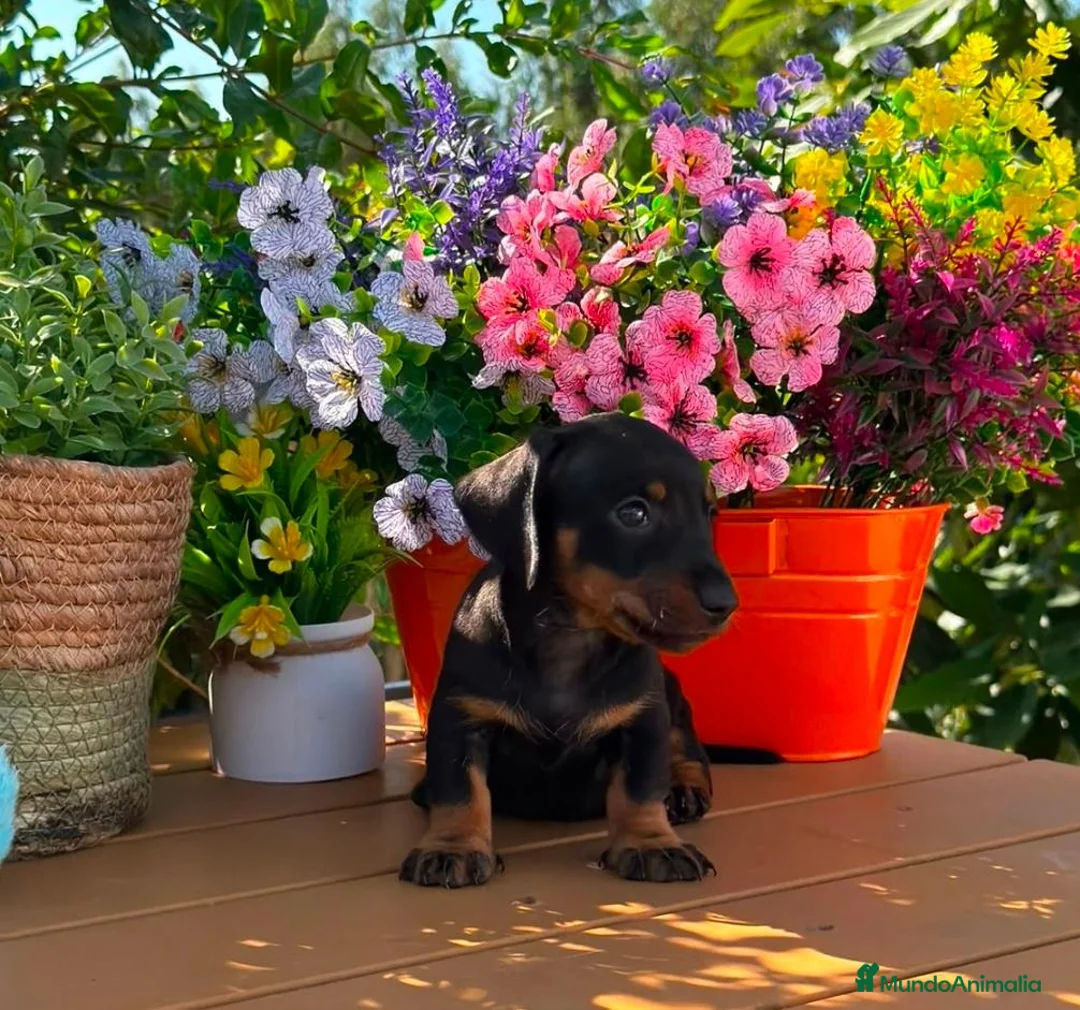 Teckel Miniatura perros en venta: Ultimo teckel mini macho - Anuncio 2