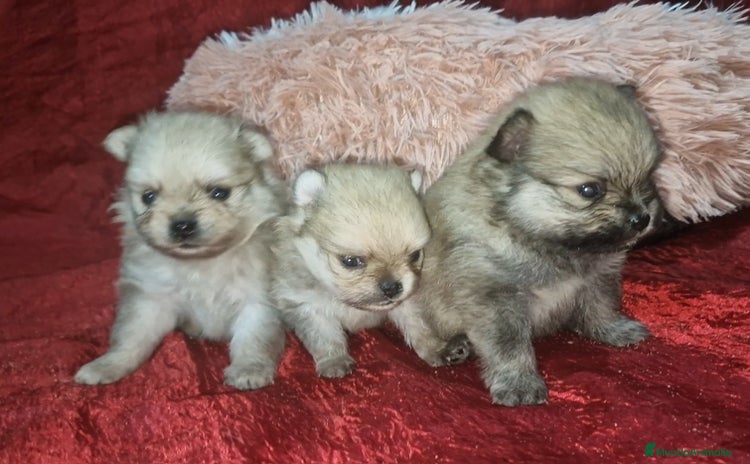 Pomerania perros - Anuncio 1