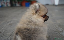 Pomerania perros en venta: 🐾 Sparky y Amapola – Pomerania miniatura 🐾 - Imagen 5