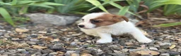Jack Russell Terrier perros en venta: Jack russell brush - Anuncio 7