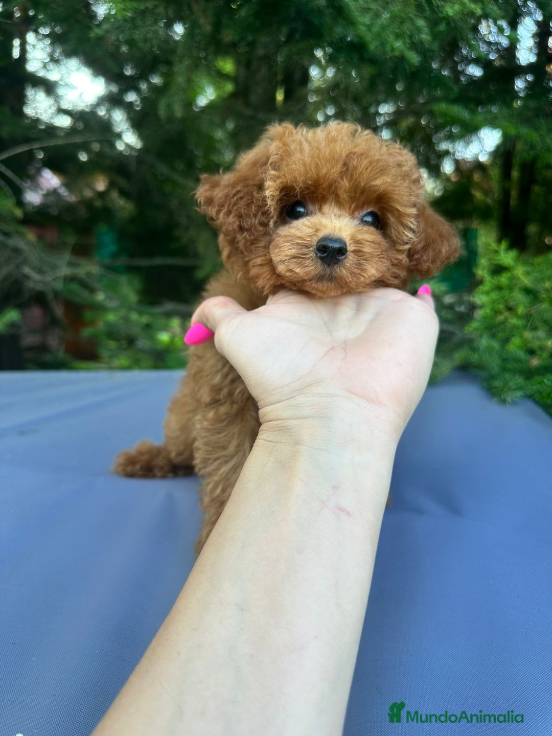 Caniche Toy perros en venta: Caniche teddy asiáticos  - Imagen 7