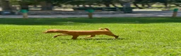 Podenco Andaluz perros en venta: Podencos andaluces  - Anuncio 5