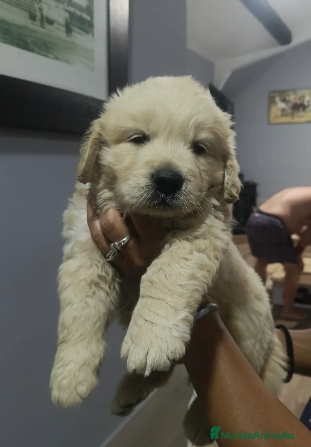 Golden Retriever perros en venta: Golden retriever 🐶🐾🔥 en Málaga - Anuncio 1