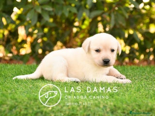 Labrador Retriever perros - Anuncio 23