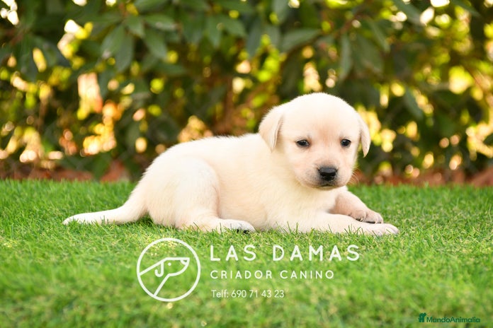 Labrador Retriever perros - Anuncio 2
