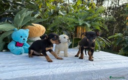 Pinscher Miniatura perros en venta: Preciosa camada de mini pincher - Imagen 1