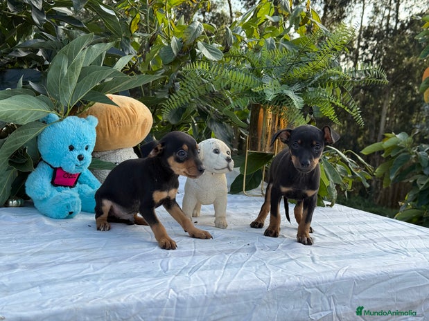 Pinscher Miniatura perros - Anuncio 1
