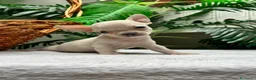 Chihuahua perros en venta: CHIHUAHUA MACHO - Anuncio 10