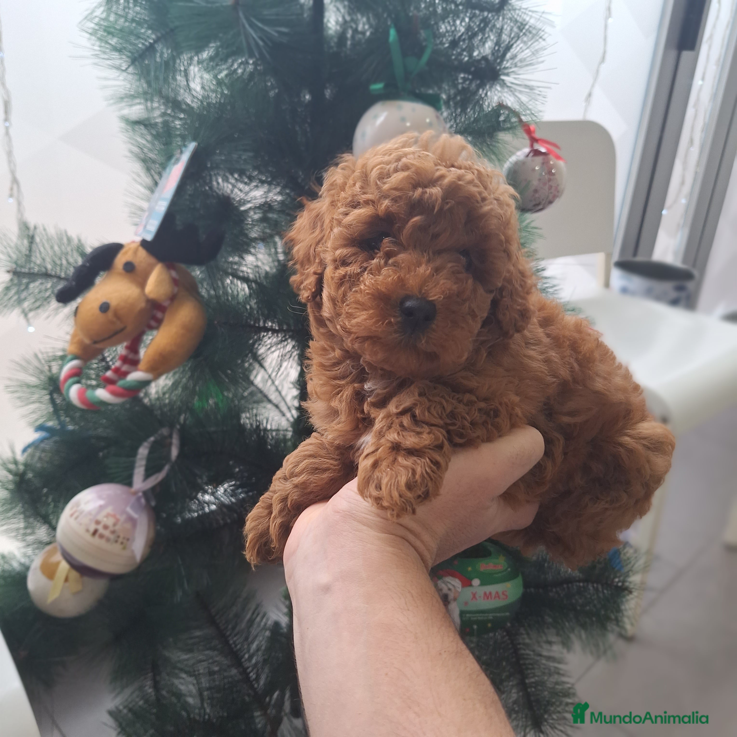 Caniche Toy perros CANICHE TOY - Anuncio 1