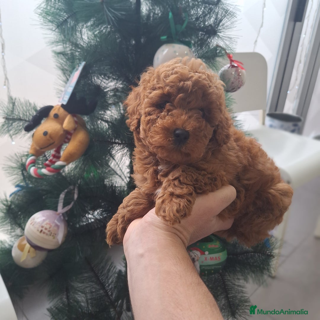 Caniche Toy perros en venta: CANICHE TOY - Anuncio 1