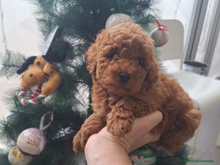 Caniche Toy perros CANICHE TOY - Anuncio 1