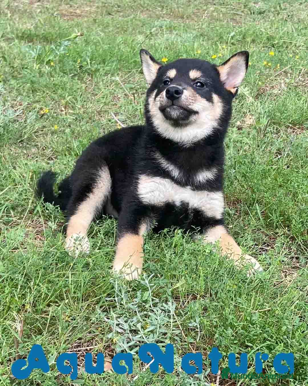 Shiba Inu perros Shiba Inu Hembra de Mayka y Silvio 1983 AQUANATURA - Anuncio 1