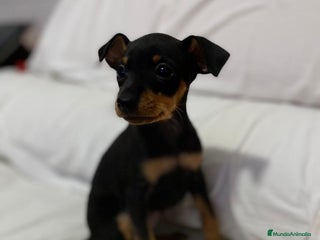 Pinscher Miniatura perros en Badajoz - Anuncio 27