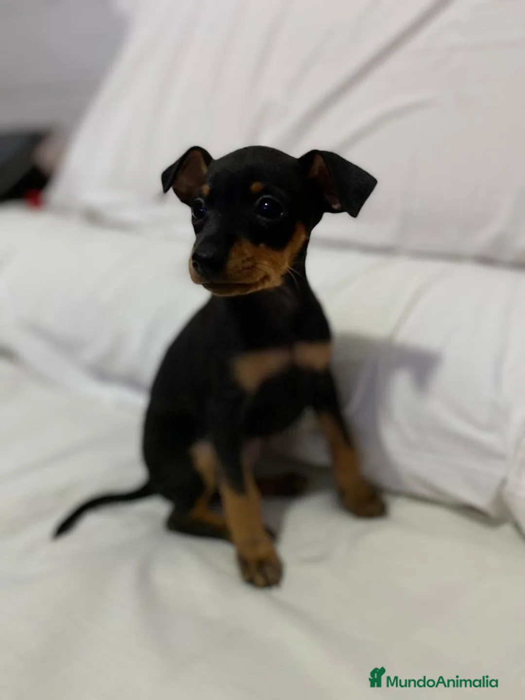 Pinscher Miniatura perros en venta: Pincher miniatura en Badajoz - Anuncio 1