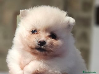 Pomerania perros Lulú d pomerania - Anuncio 3