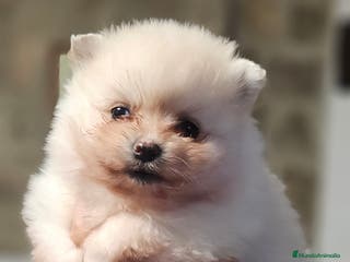 Pomerania perros Lulú d pomerania - Anuncio 9