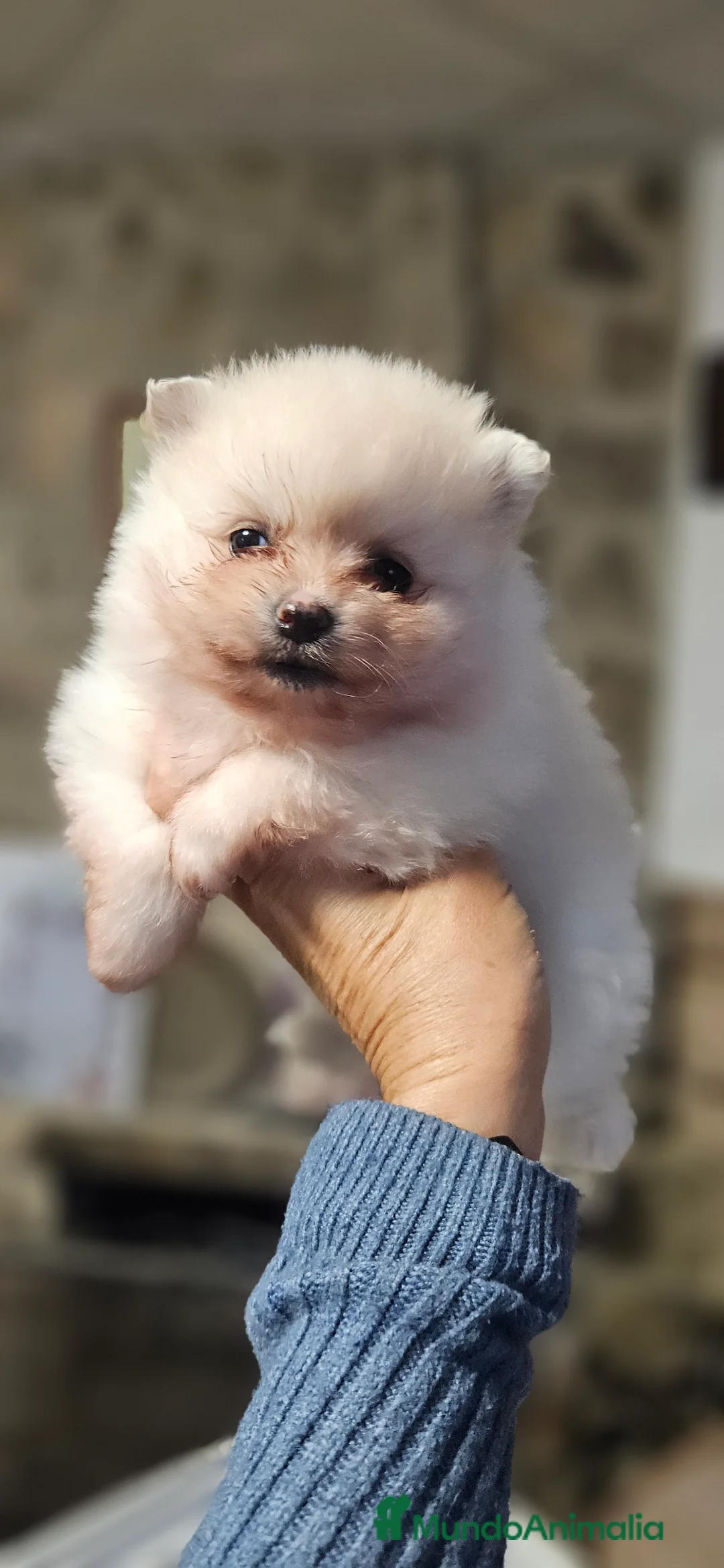 Pomerania perros en venta: Lulú d pomerania  - Anuncio 1