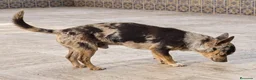 Chihuahua perros en venta: CHIHUAHUA ADULTO Macho - Anuncio 2