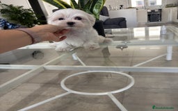 Bichón Maltés perros en venta: Cachorrito de bichon maltés macho - Imagen 2