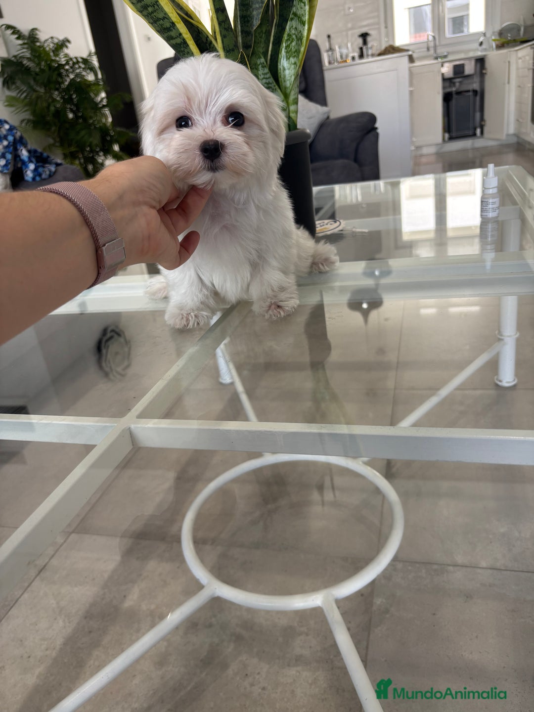 Bichón Maltés perros en venta: Cachorrito de bichon maltés macho - Imagen 2