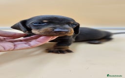 Teckel perros en venta: Teckel chocolate en Jerez  - Imagen 3