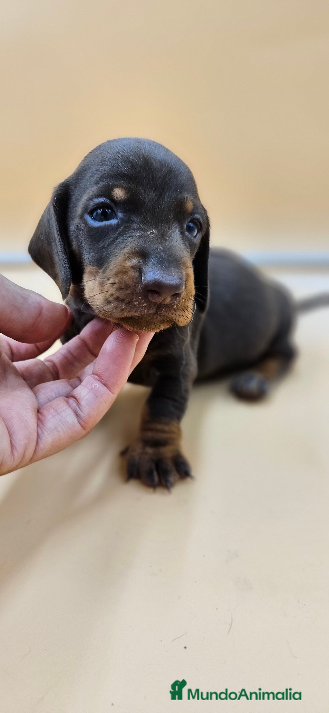 Teckel perros en venta: Teckel chocolate en Jerez  - Imagen 3