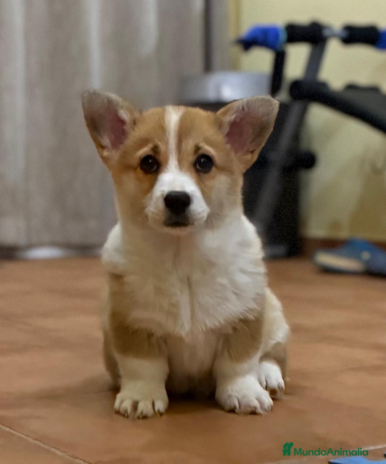Welsh Corgi Pembroke perros comprar corgi en valencia madrid Barcelona pedigre - Anuncio 2