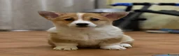 Welsh Corgi Pembroke perros en venta: comprar corgi en valencia madrid Barcelona pedigre - Anuncio 2