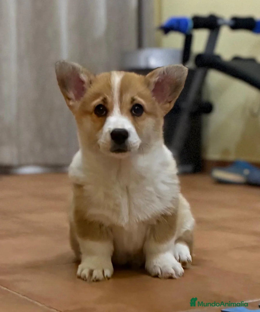 Welsh Corgi Pembroke perros en venta: comprar corgi en valencia madrid Barcelona pedigre - Anuncio 2