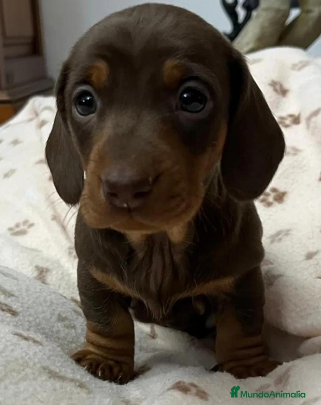 Teckel perros en venta: Teckel Kanichen - Anuncio 5