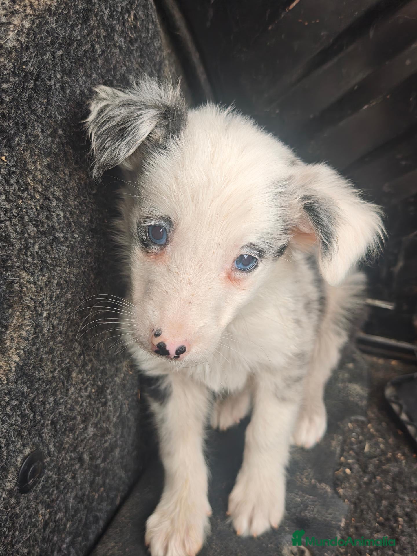 Border Collie perros Preciosos border collie - Anuncio 1