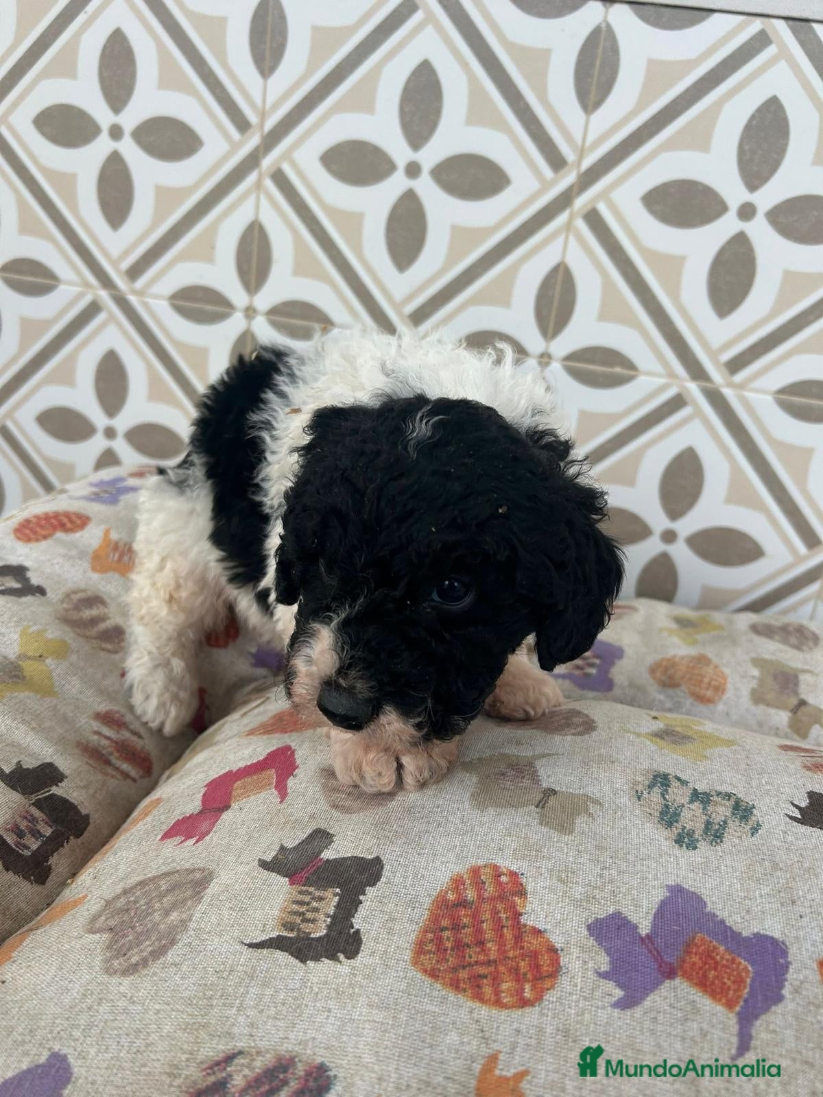 Perro de Agua Español perros Perro de aguas español  - Anuncio 1