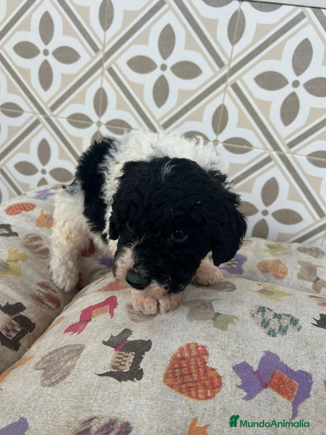 Perro de Agua Español perros en venta: Perro de aguas español  en Madrid - Anuncio 1