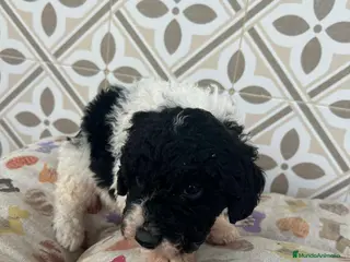 Perro de Agua Español perros Perro de aguas español - Anuncio 1