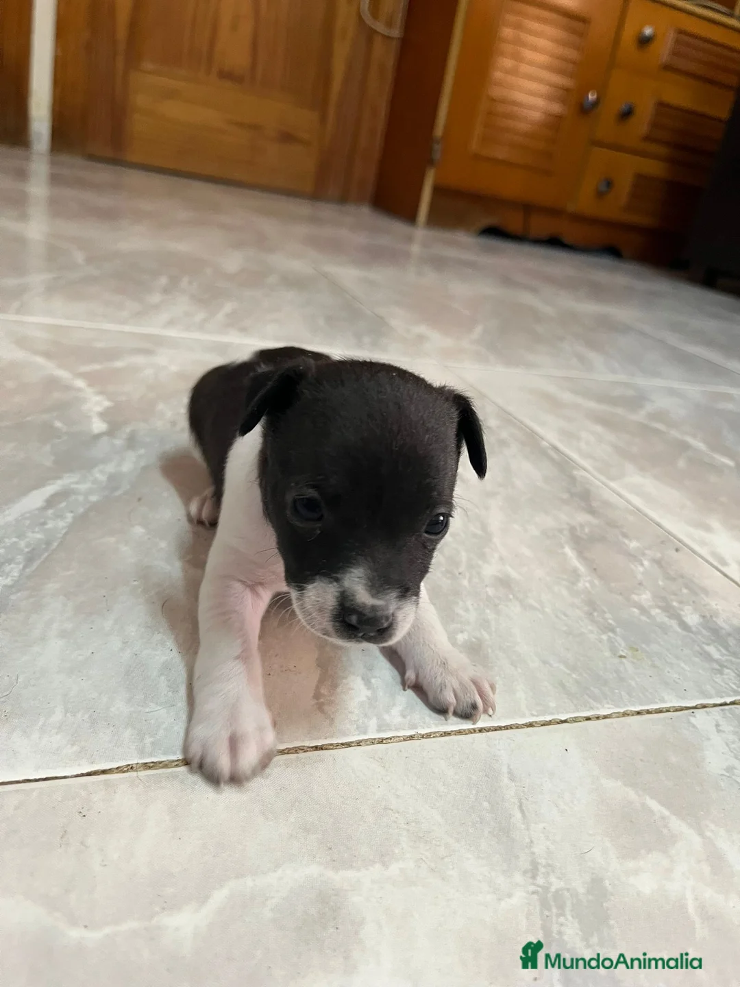 Raza Mixta perros en venta: PRECIOSA CAMADA LISTA (leer bien anuncio ) - Anuncio 2
