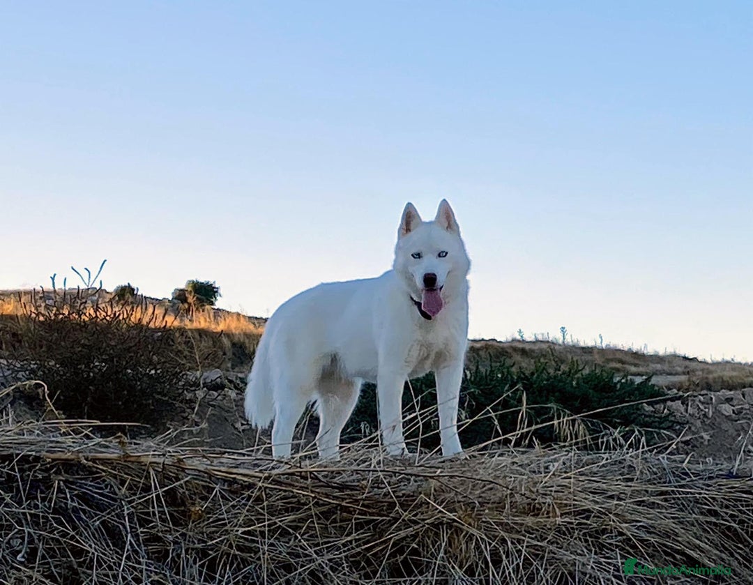 Husky Siberiano perros en venta: 	Huskies Siberianos Pura Raza Belleza y Nobleza - Anuncio 1