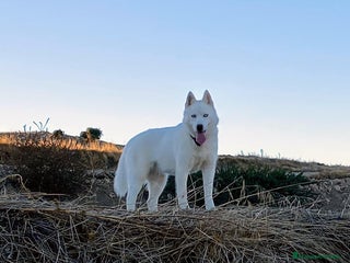 Husky Siberiano perros Huskies Siberianos Pura Raza Belleza y Nobleza - Anuncio 1