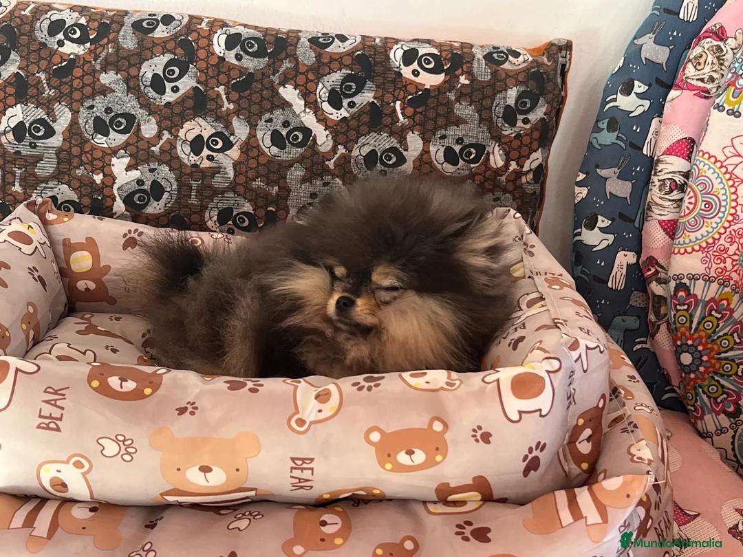 Pomerania perros en venta: Pomerania en Caraby Benidorm  - Anuncio 8