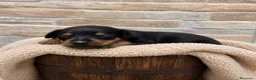 Ratón de Praga perros en venta: Raton de Praga - Anuncio 3