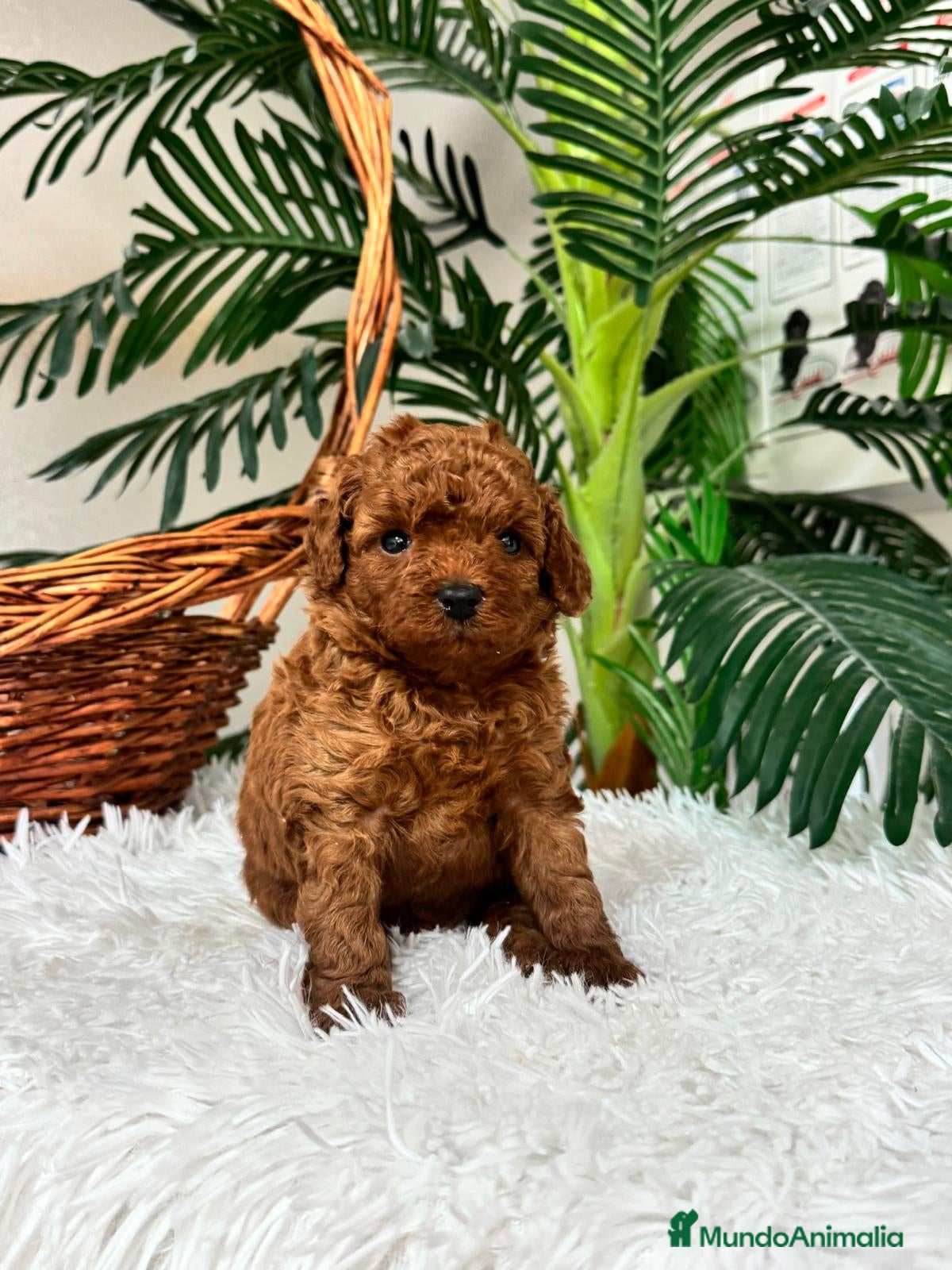 Caniche Toy perros en venta: CANICHE ROJO - Anuncio 9